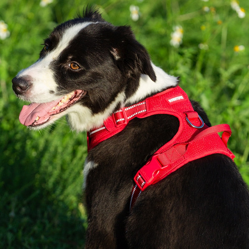 No Rip Nylon Dog Harness