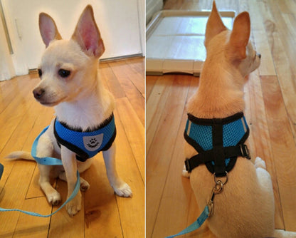 Nickel Plated D Ring Dog Harness