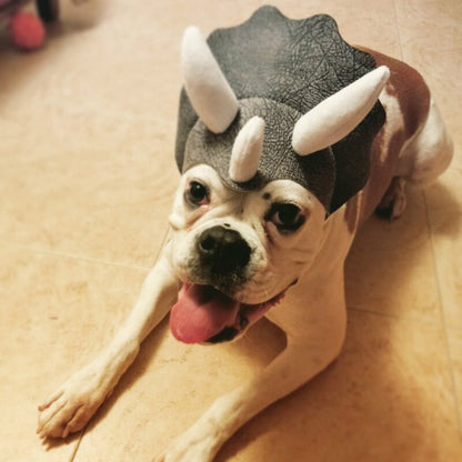 Triceratops Pets Dinosaur Hat