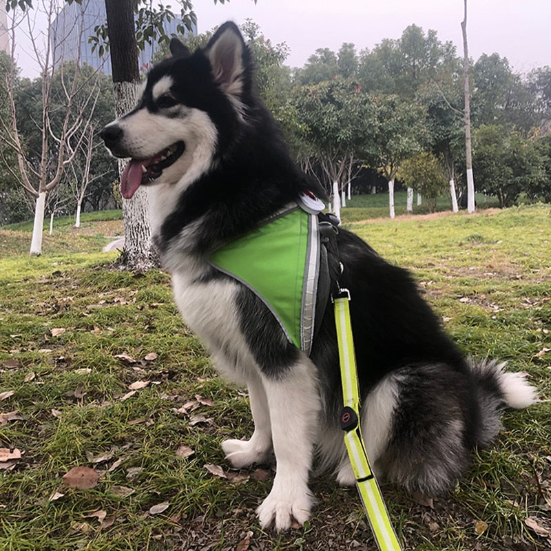 Luminous Night Visibility Dog Harness